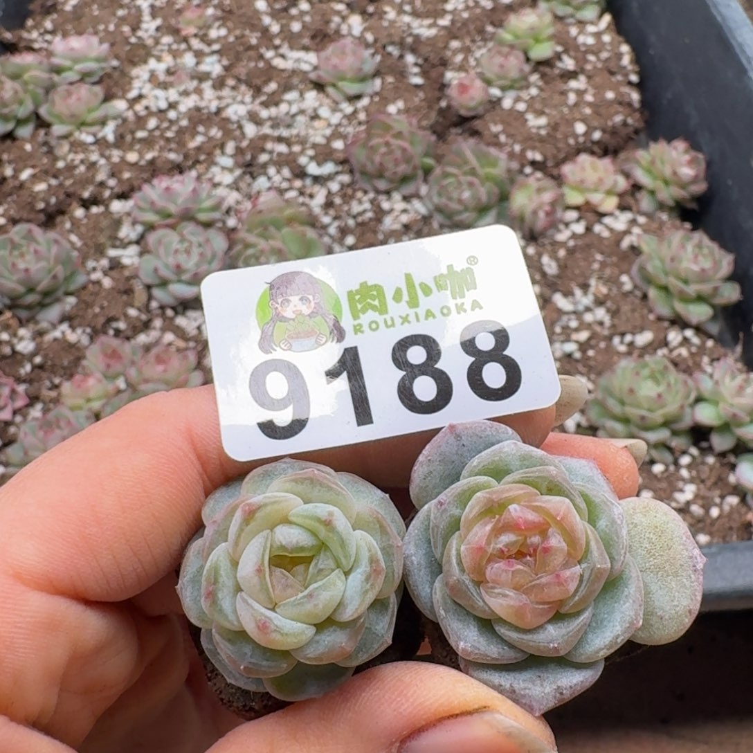 多肉植物多肉植物