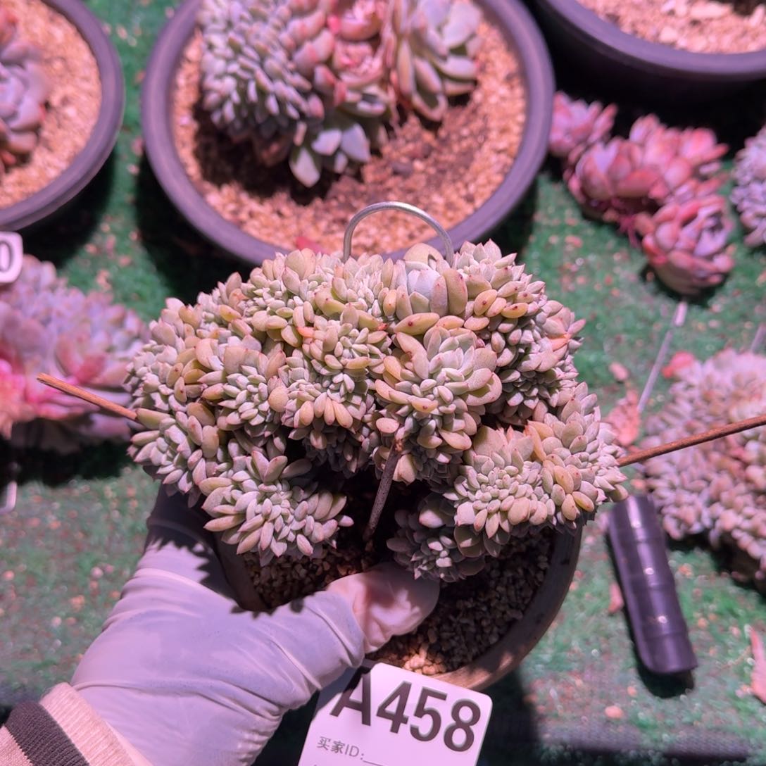 韩国小叶星影缀化呀