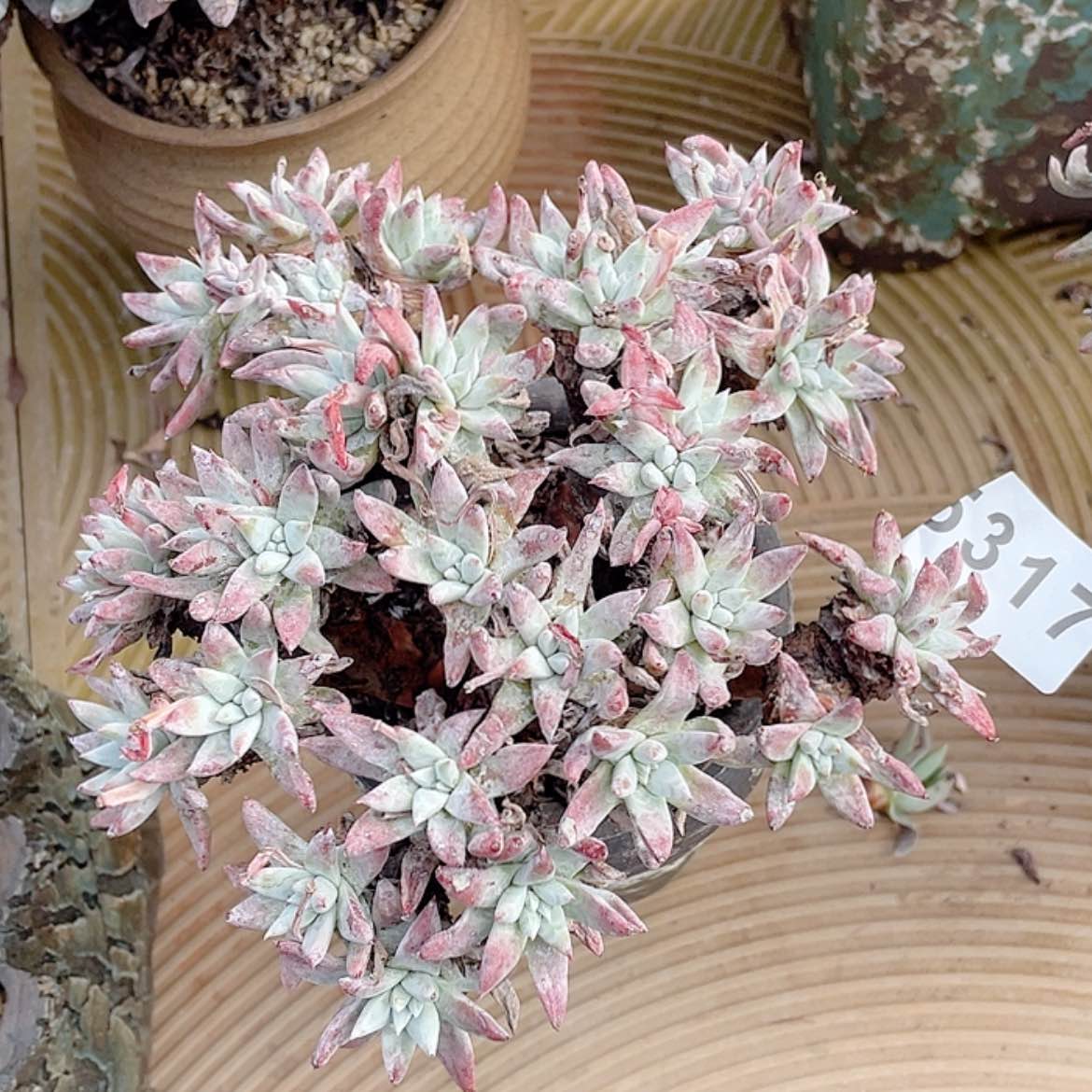 【闪购商品】白菊法瑞