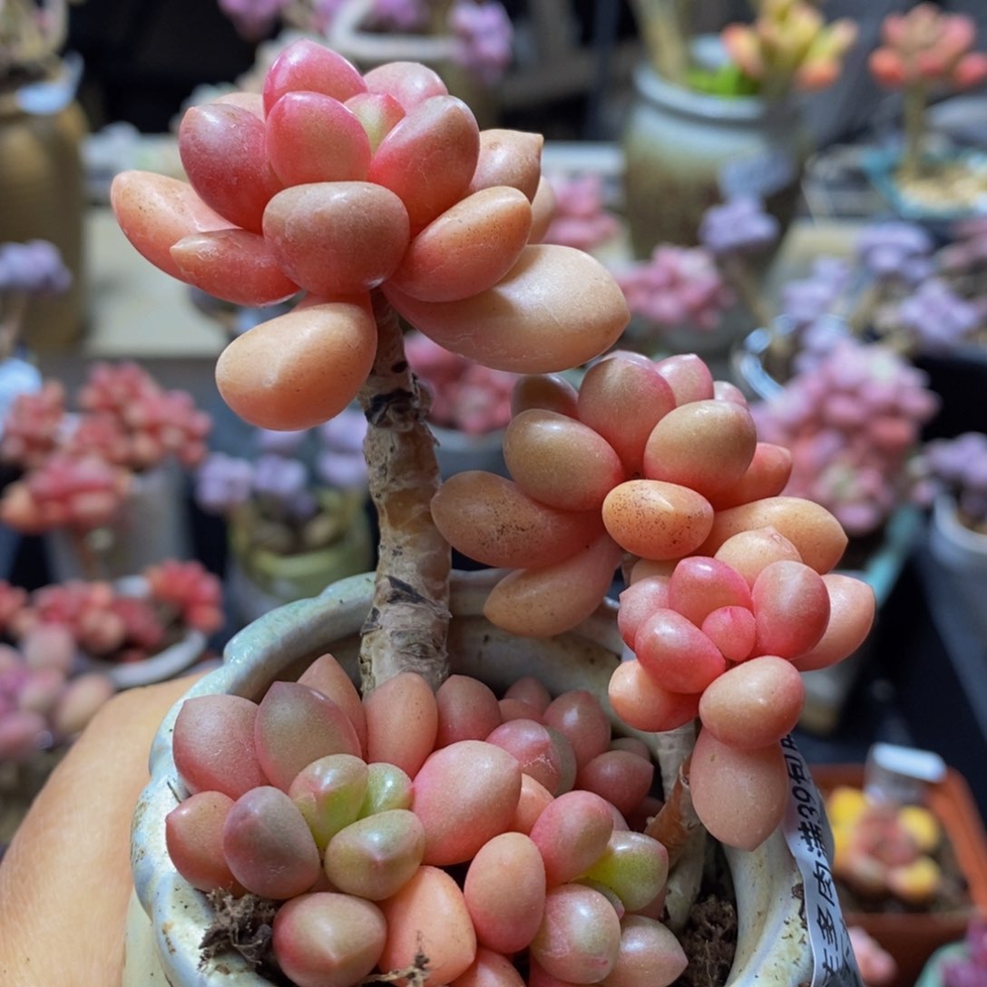 360 先锋派8 厘米