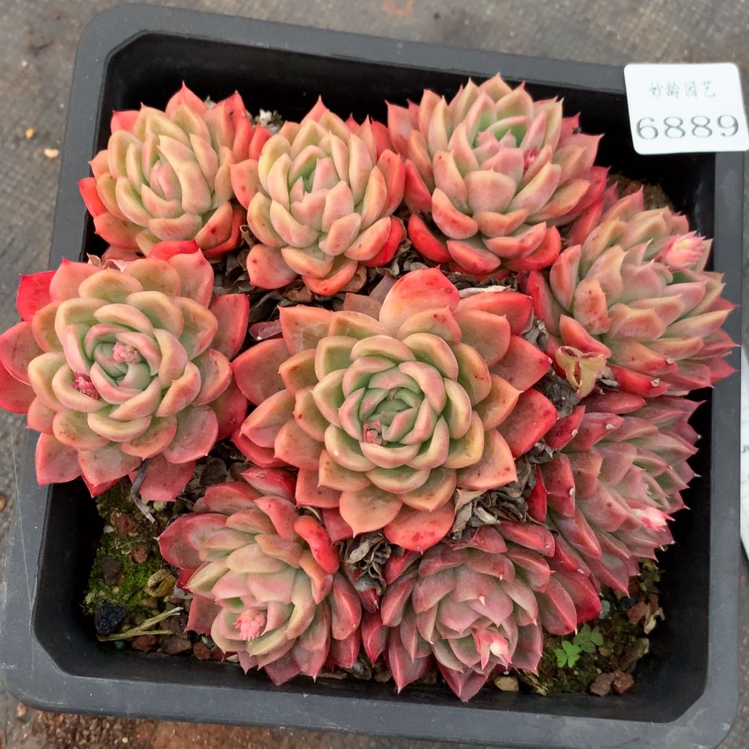 6889杂交多肉老桩