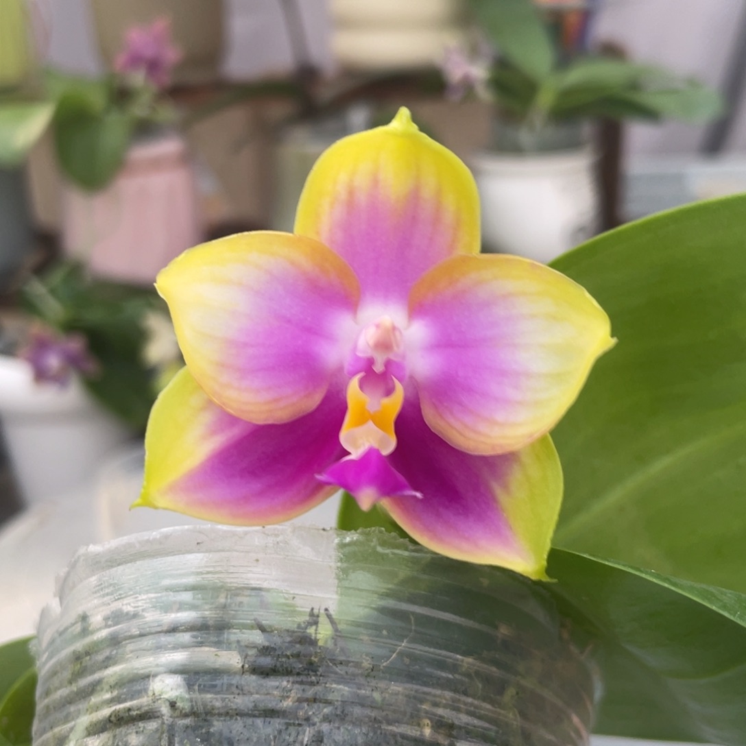 完全开放反射龙交洋洋粉玛丽