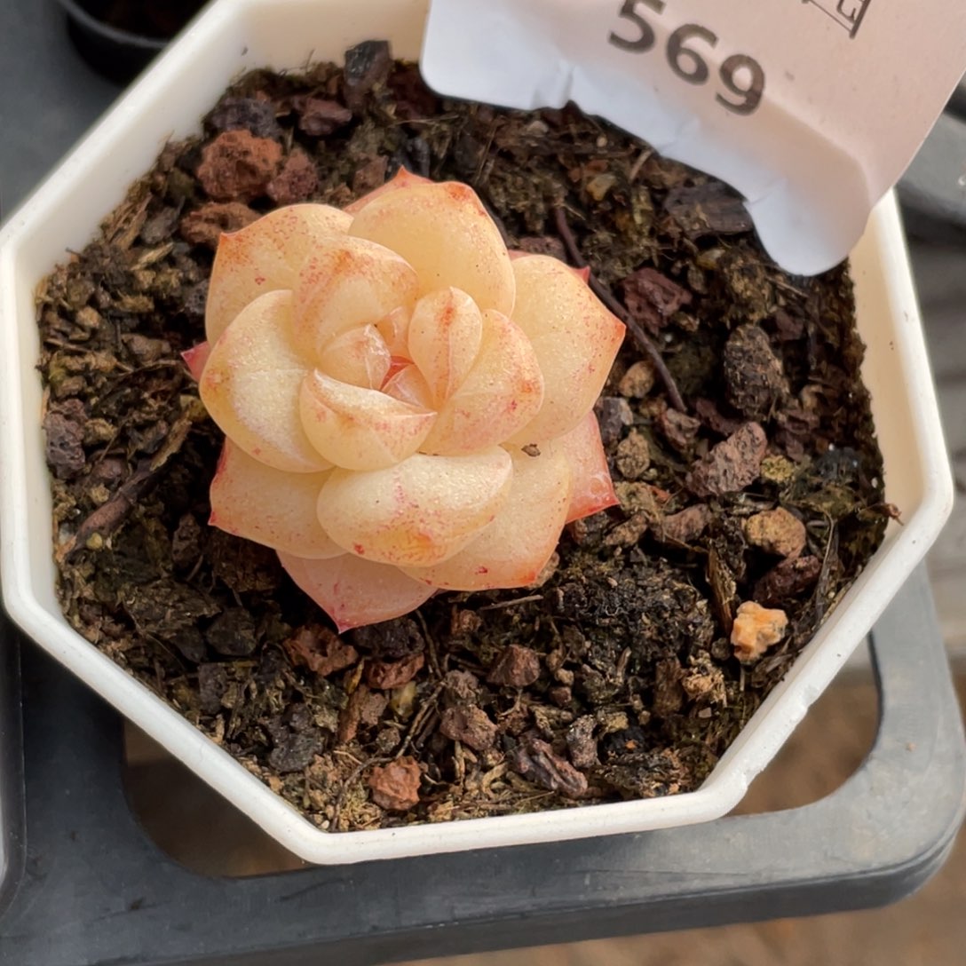 人***熊569号糖心冰心珍妮