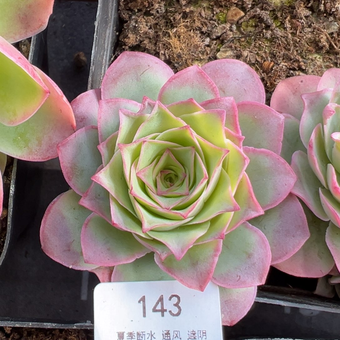 143号金陵—山地玫瑰