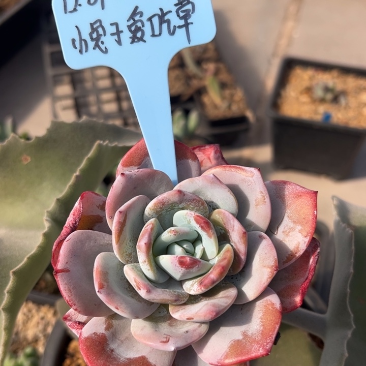 小***草韩奶茶多肉植物1颗