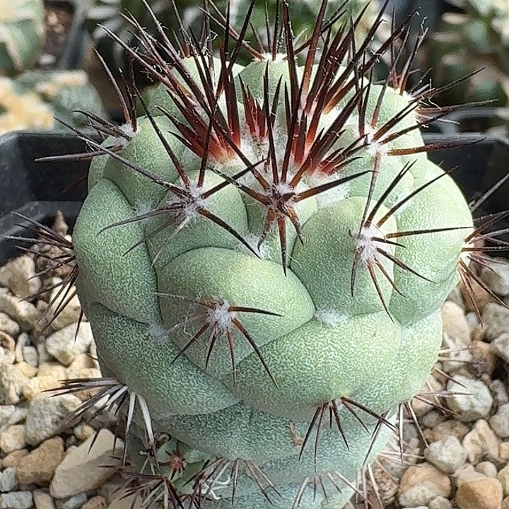 无花朵自根大型帝王丸214