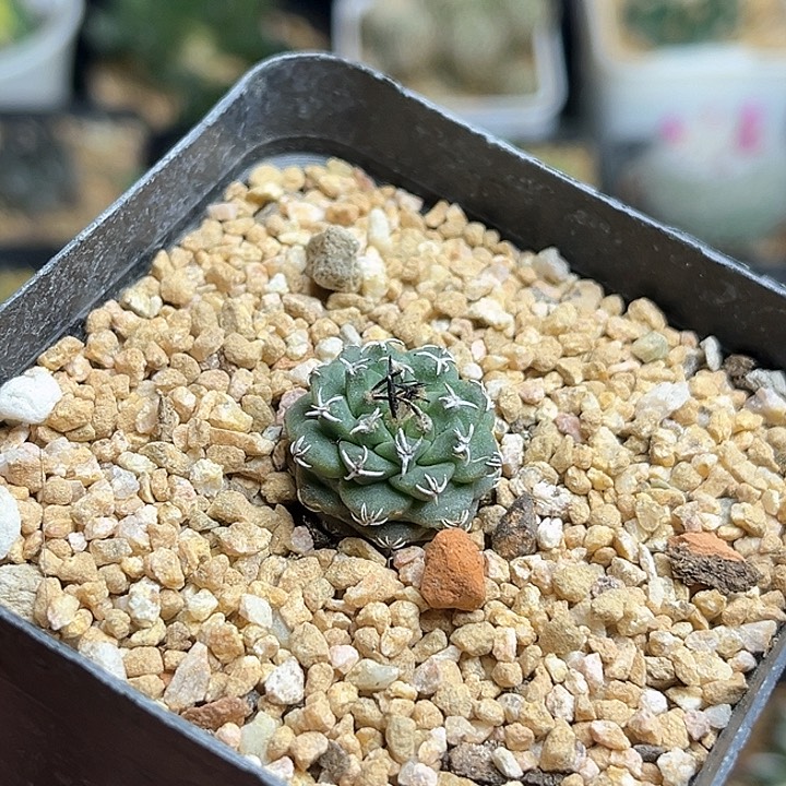 赤花娇丽实生球一颗1.8公分