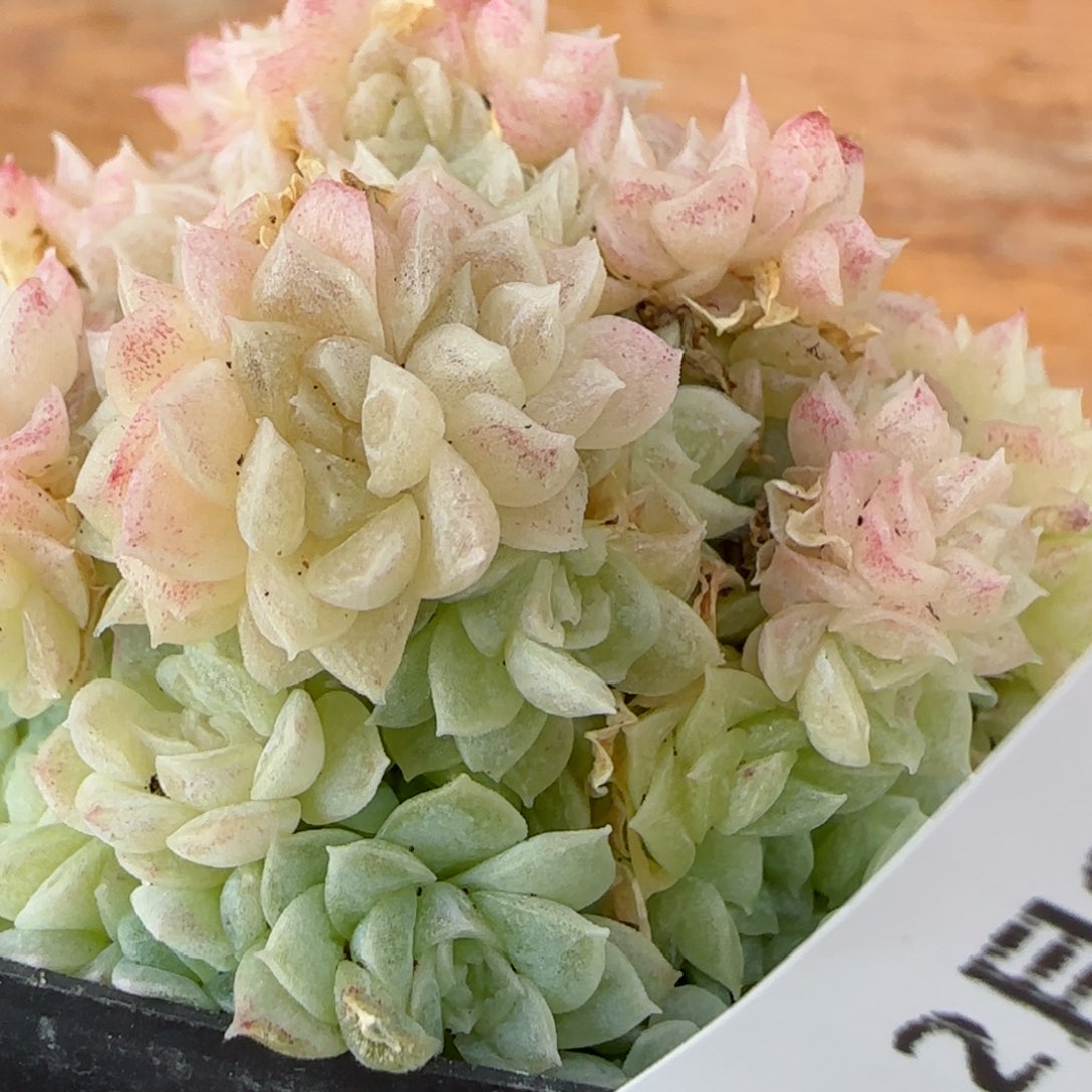 花语逸镜0205-537散