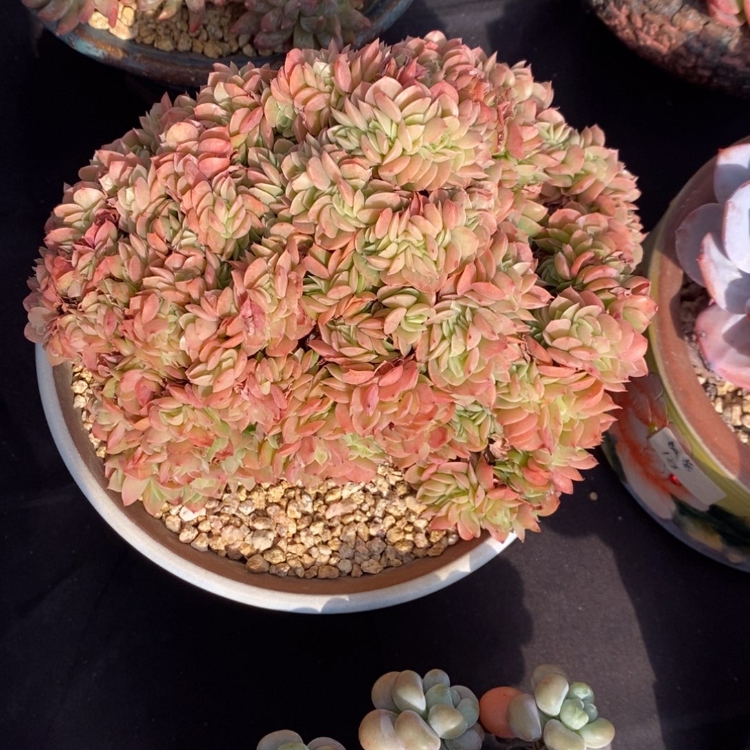 星娜塔缀 一物一拍 