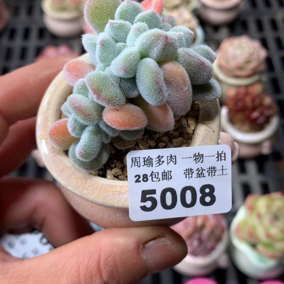 精控多肉植物5008