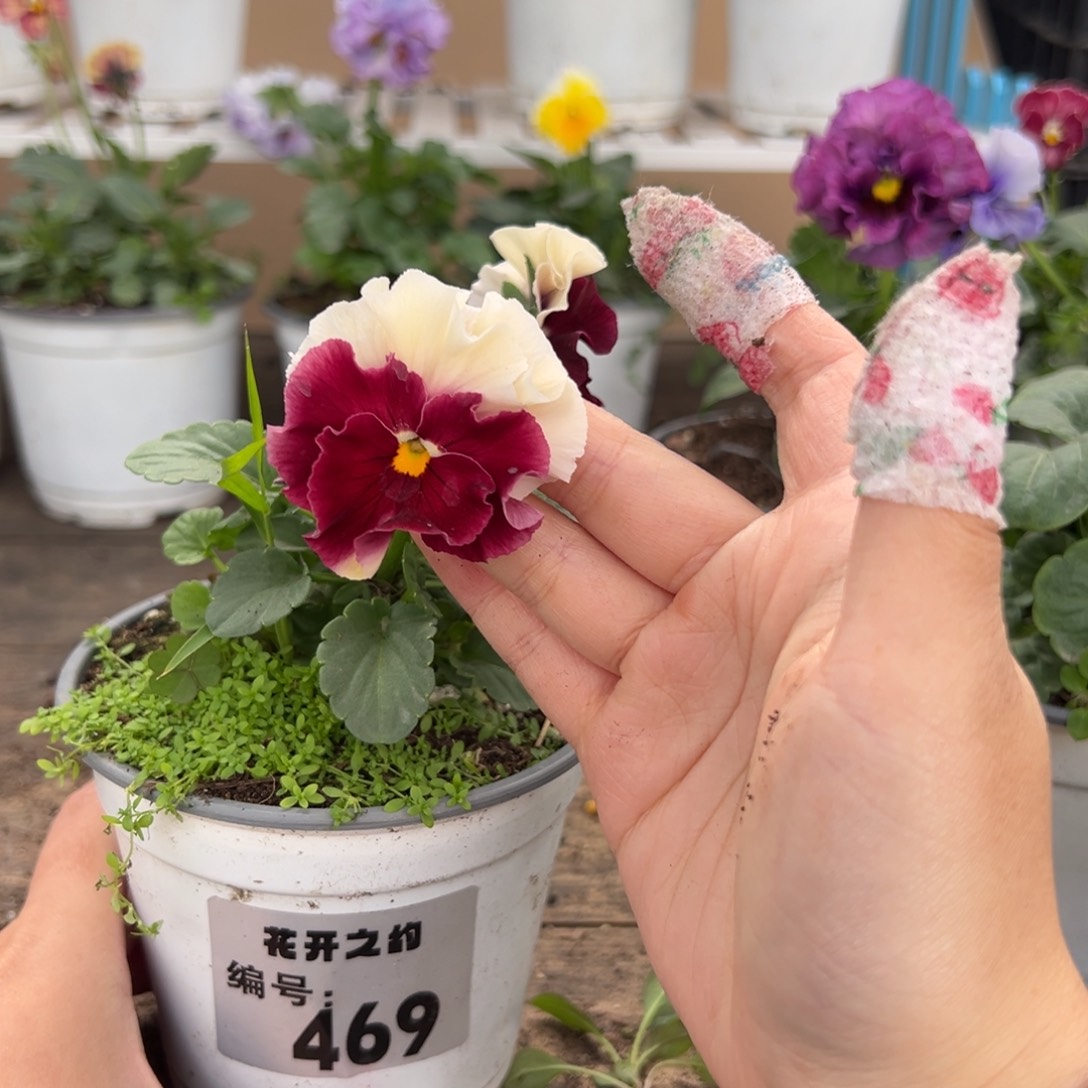 【闪购商品】完全开放469号
