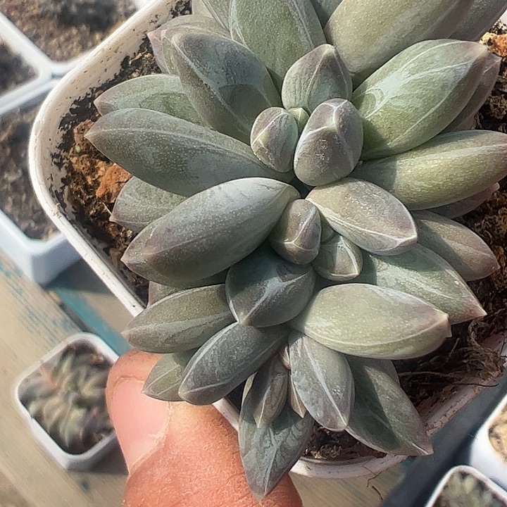 四头雪戴莉111111