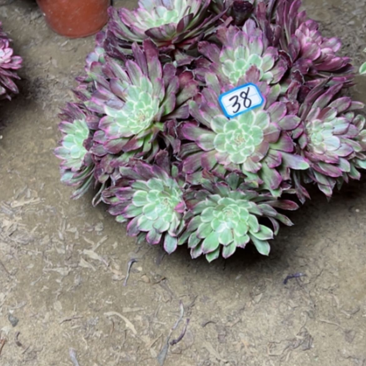 【闪购商品】多肉植物粉墨38