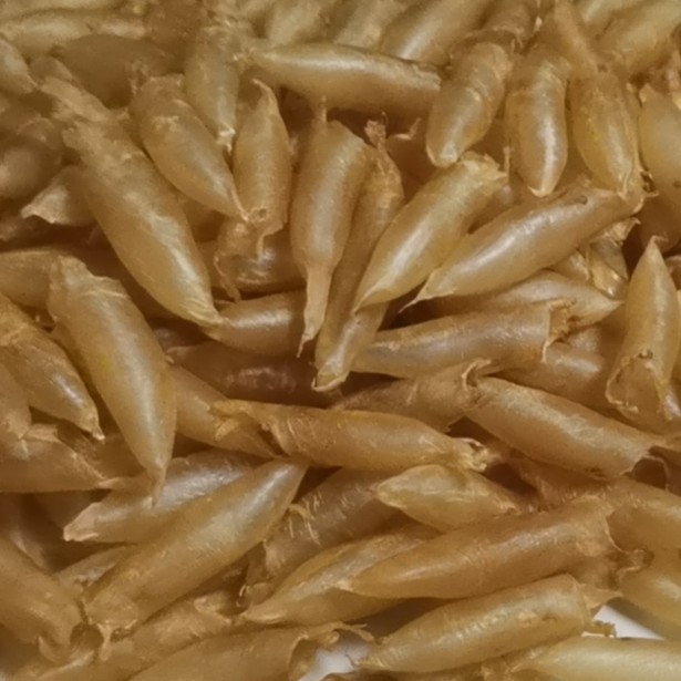 蜘蛛筒鱼胶高品质