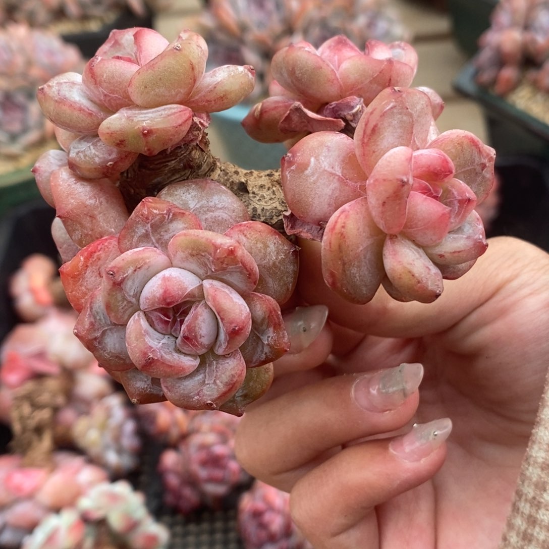 五头肥肥圆圆肥肥包子