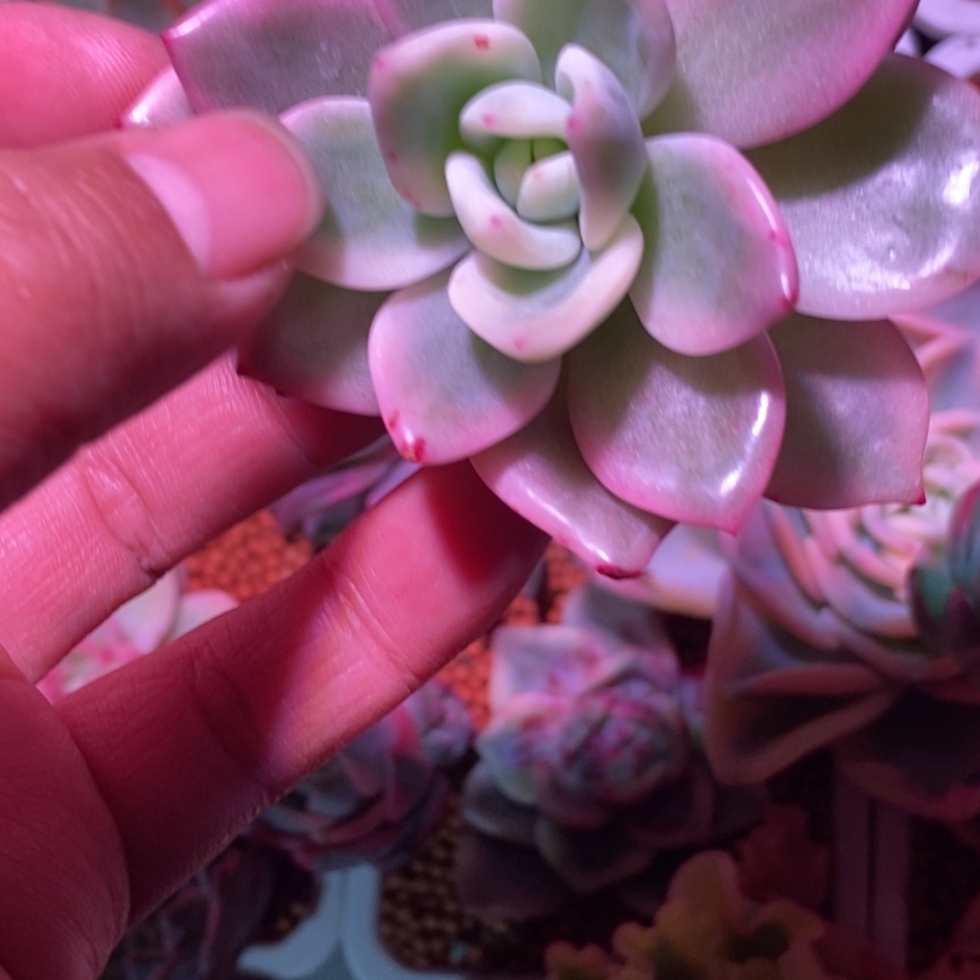 当前无花栽培后可以开花伊丽莎白锦