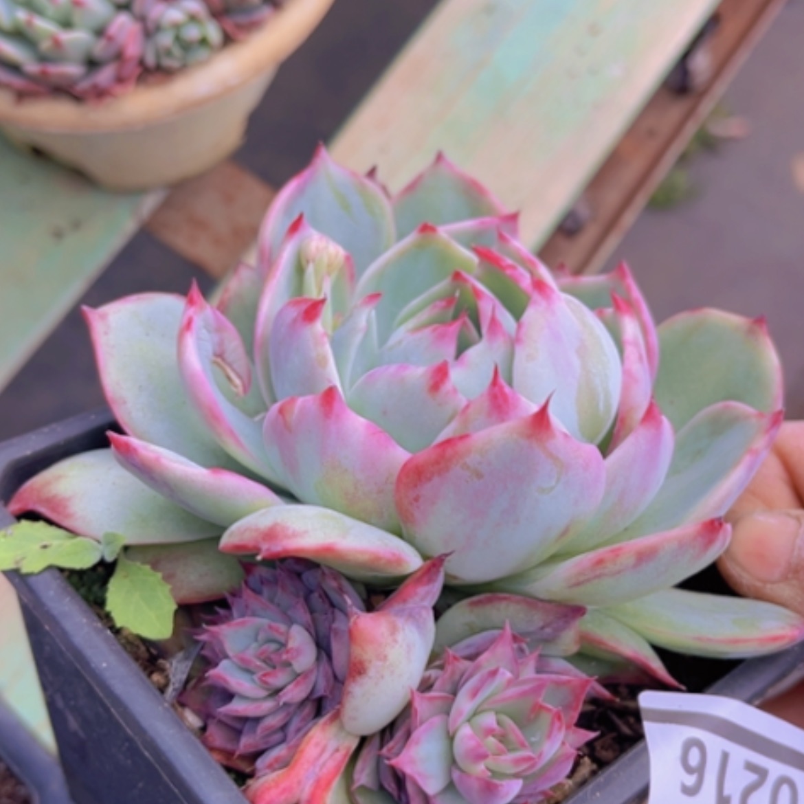 【闪购商品】惊鸿仙子10216