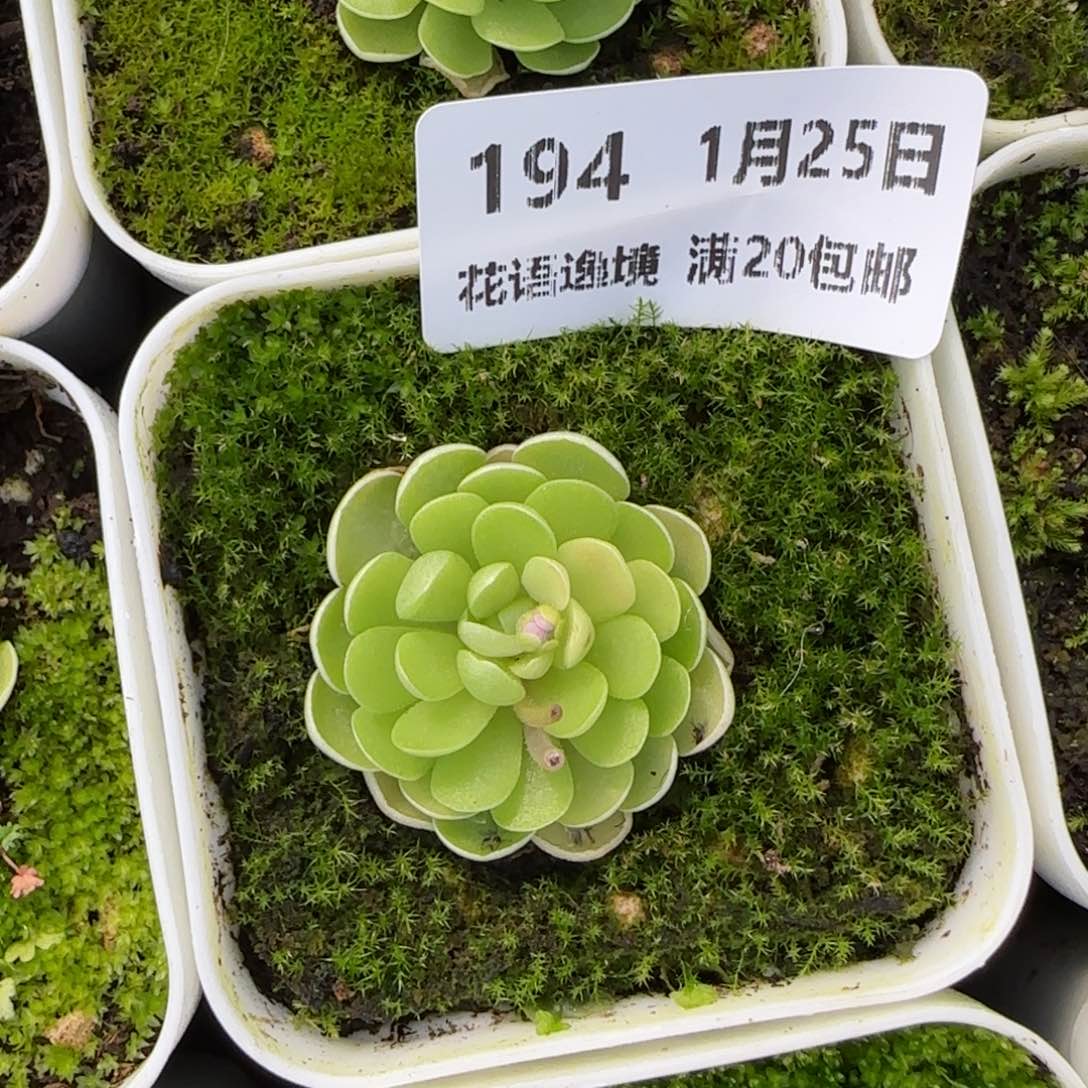 花语逸镜0125-194有青苔捕虫堇
