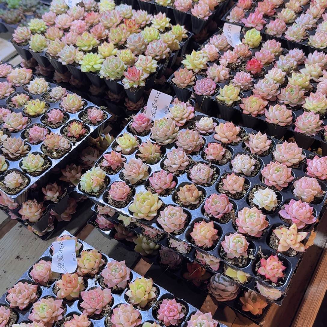 主播挑优选35颗福利