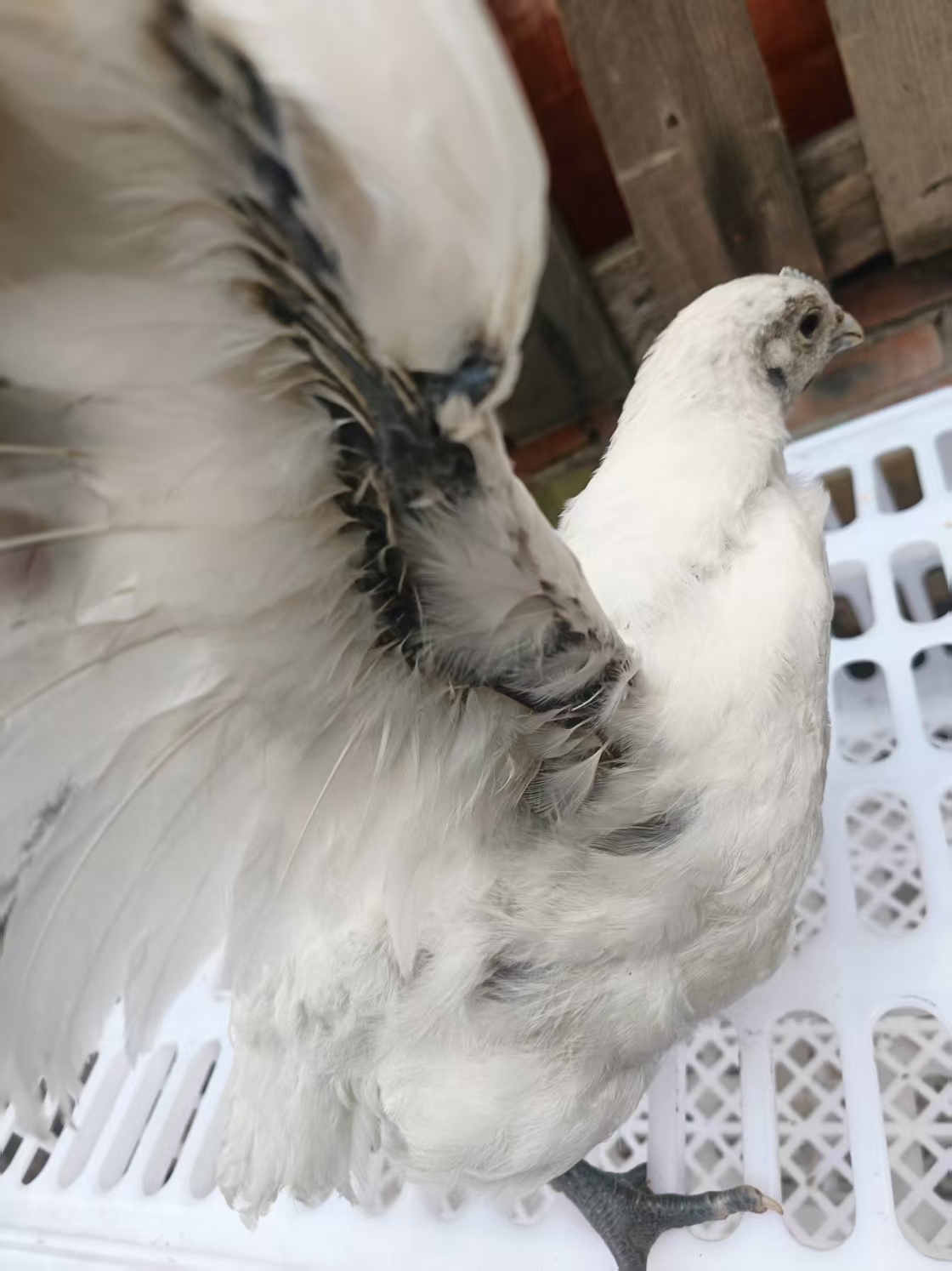 盐津散养乌骨鸡架子鸡