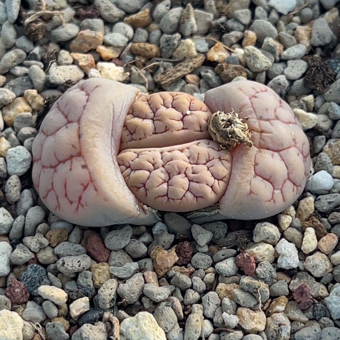 飞***花7296红纹261一颗。 