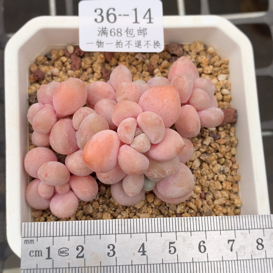 14。老桩橘子洛神。韩货。