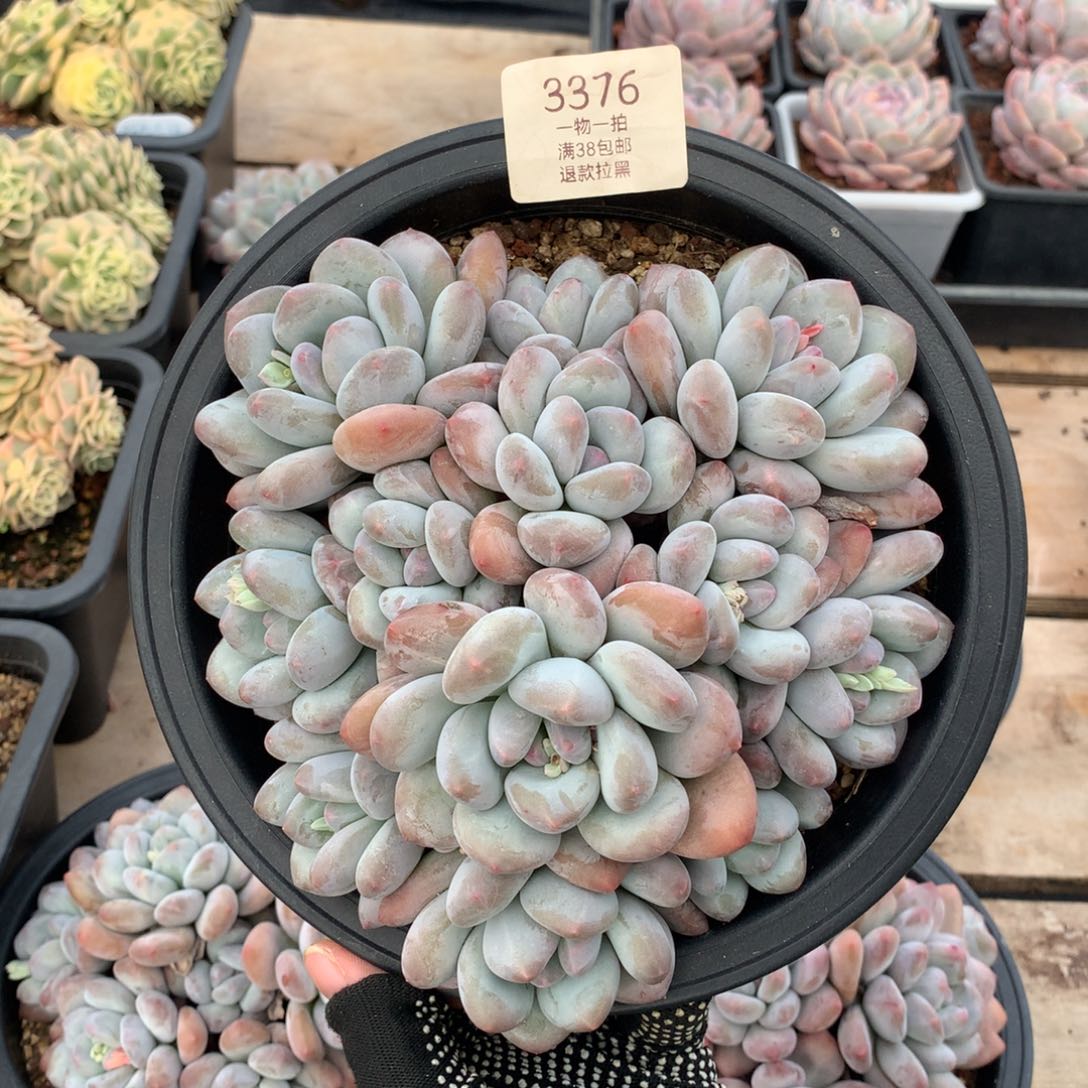 18.5厘米12头香水多肉3376