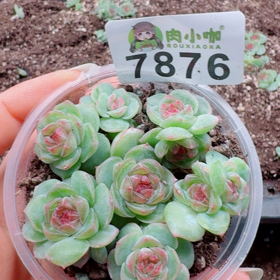 多肉植物多肉植物
