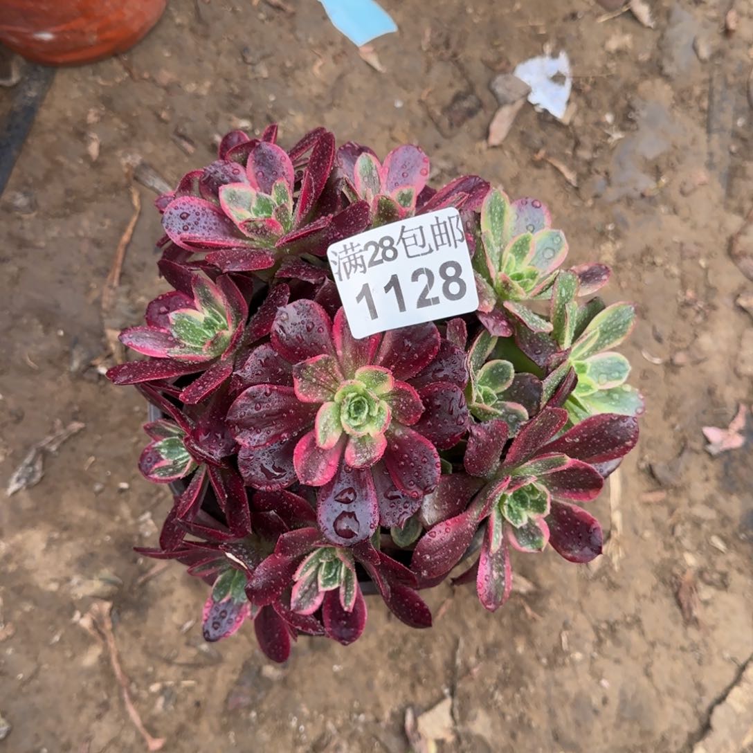 红豆多肉1128满28包邮断枝不包