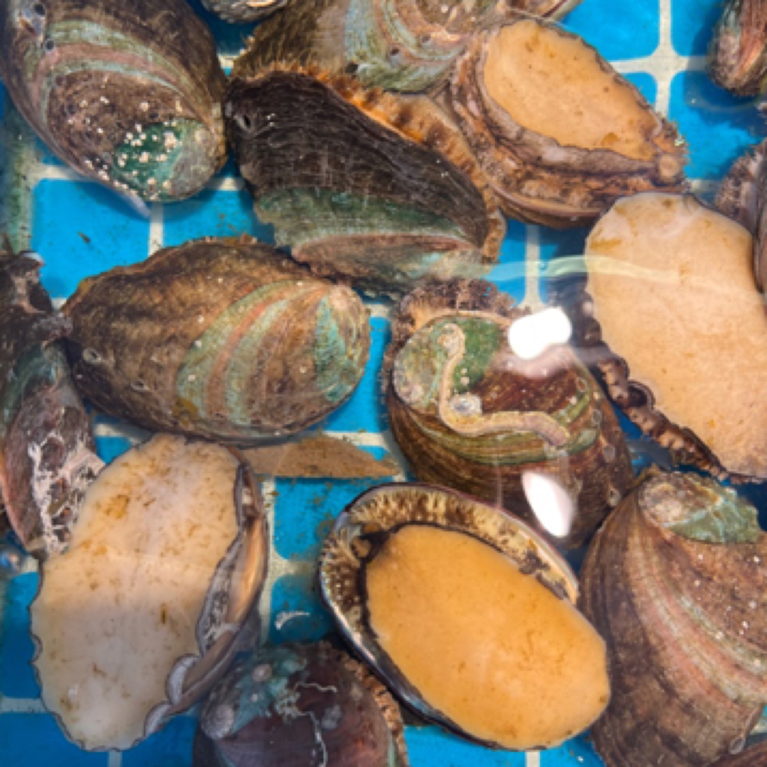 赤甲红-全活精选2斤 