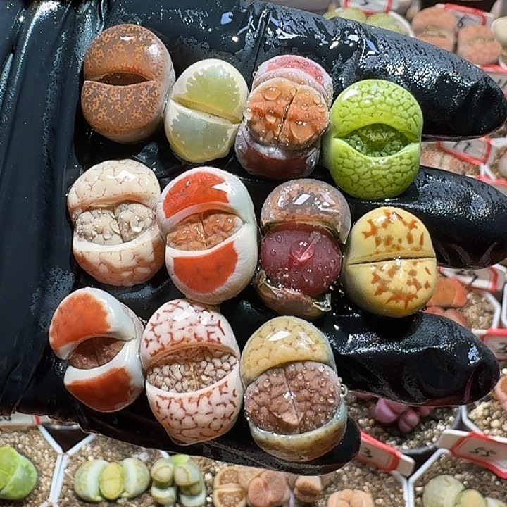 生石花2333:：232