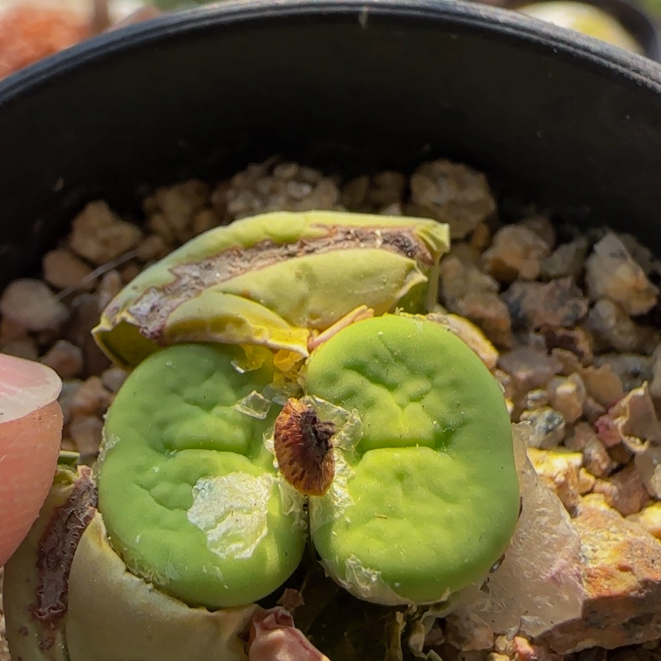 【闪购商品】8364     