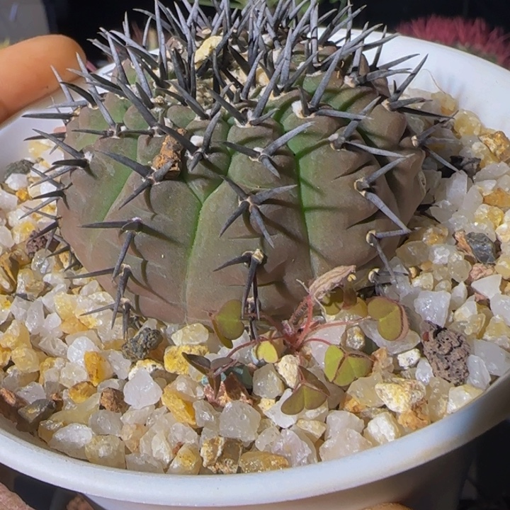 带盆土精品黑凤大福利