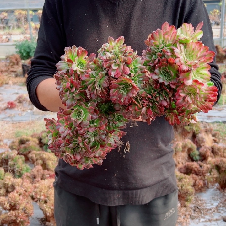 海王醉话2号多肉法师有伤