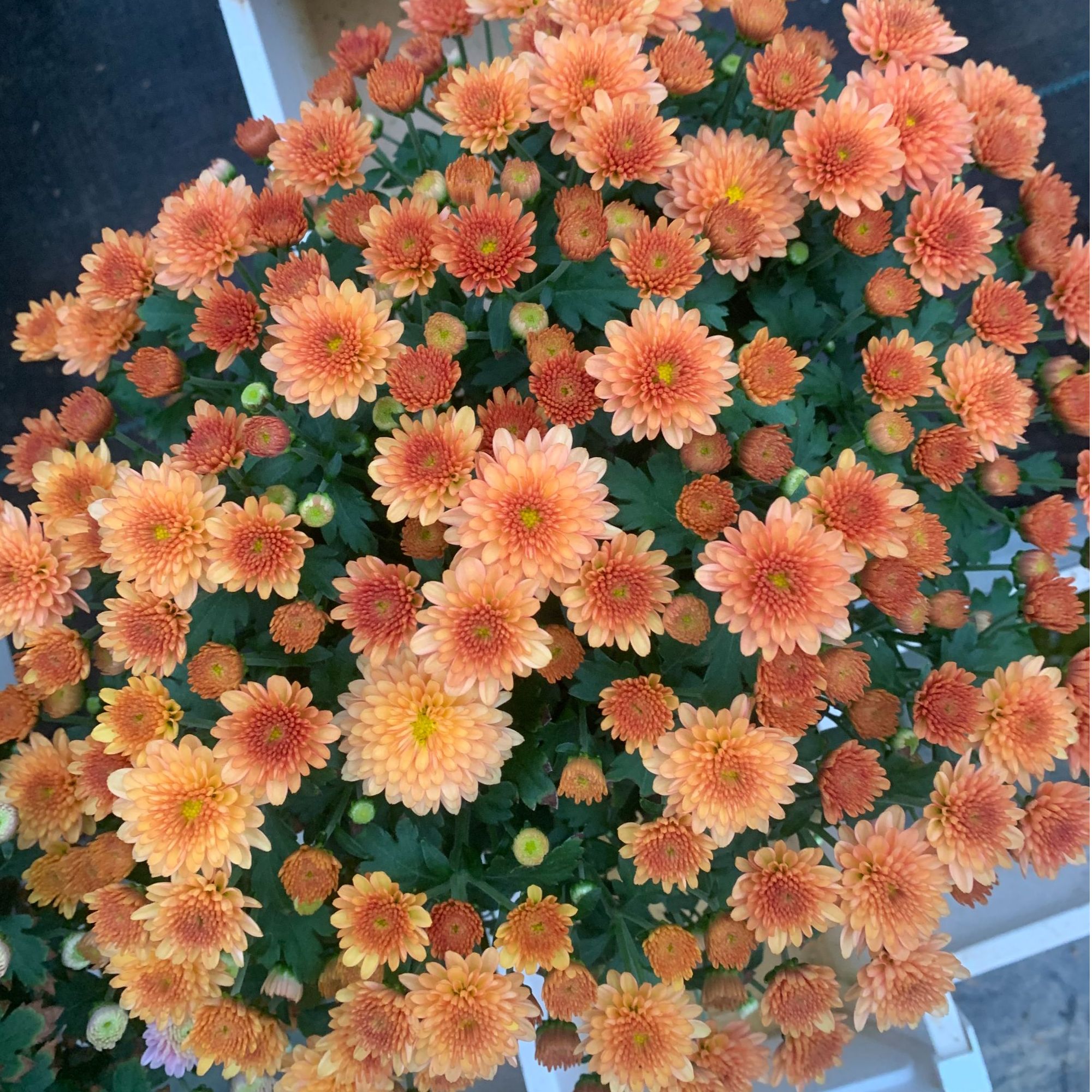 心想事橙球菊（千头菊）多年生草本盆栽庭院耐热耐寒花期长花量大