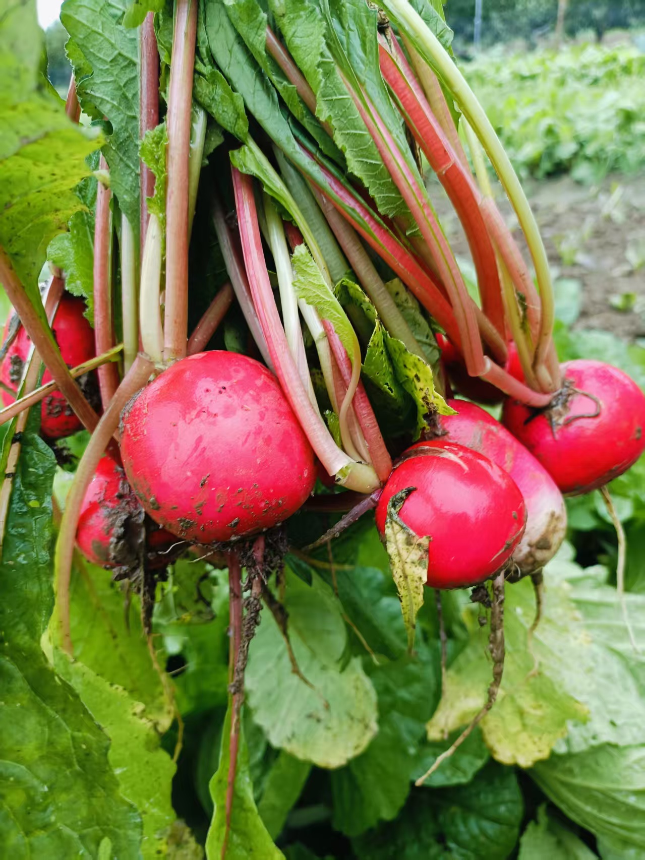 当季新鲜红皮萝卜 红皮白肉脆嫩  萝卜味浓  新鲜蔬菜