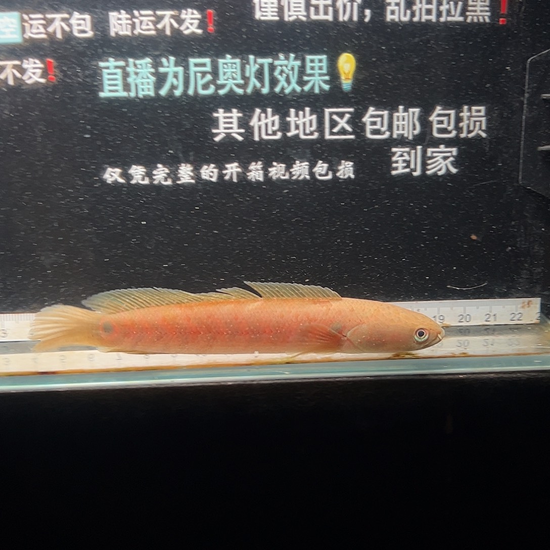 雷龙鱼七星雷龙鱼