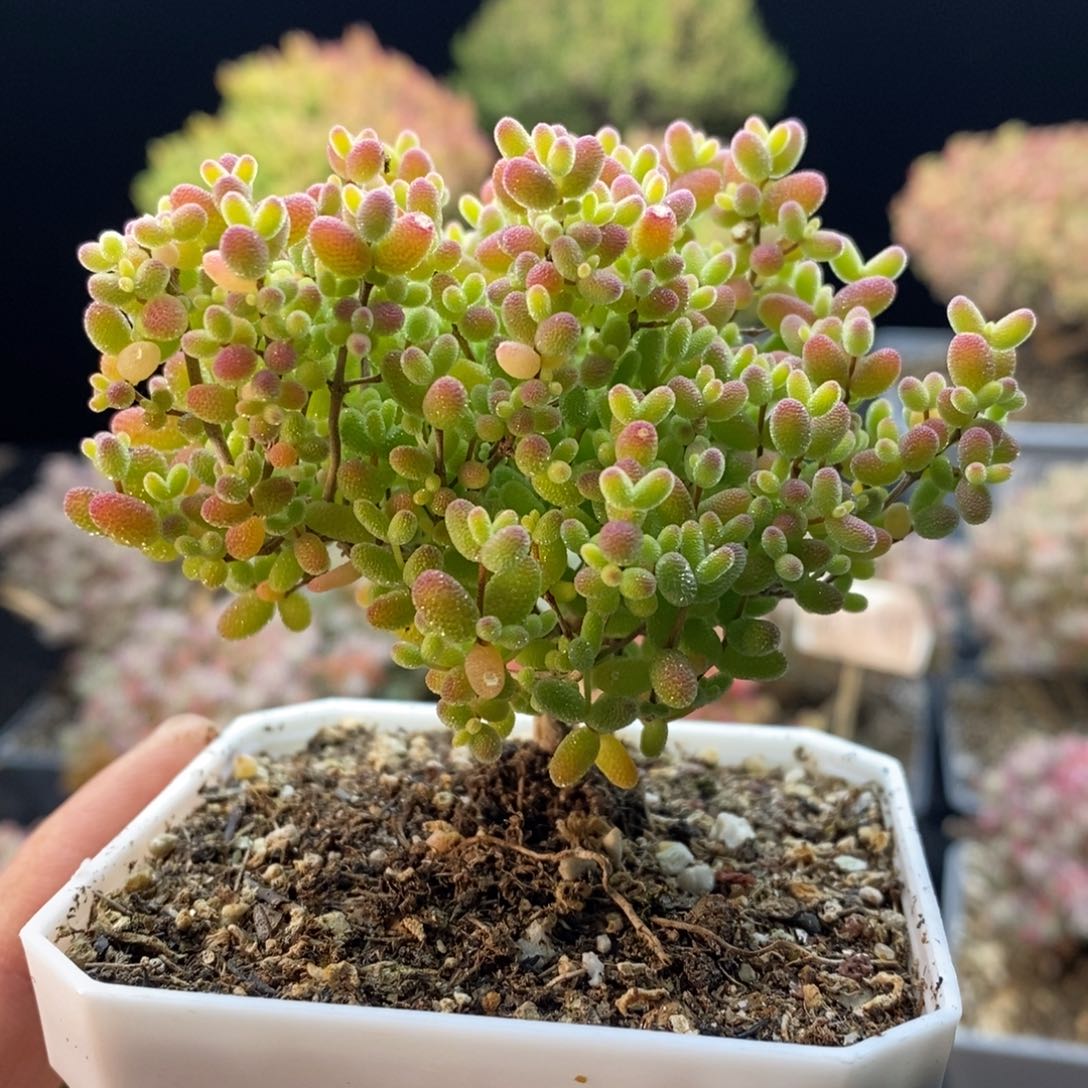 738蜜橘糖球，7厘米盆