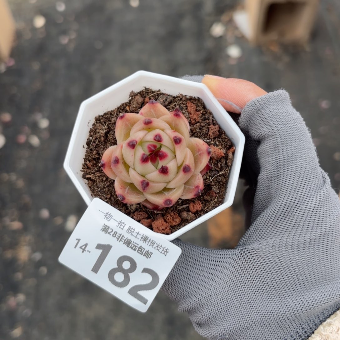 蓝龙多肉多肉多肉