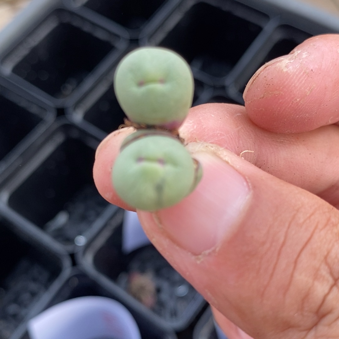 1481一颗一颗一颗