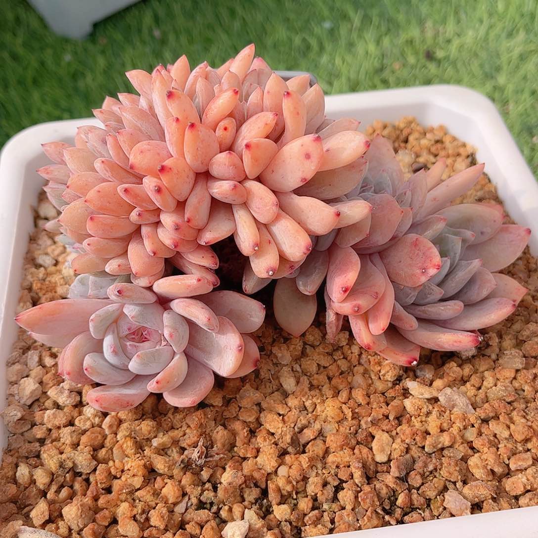 星影橙小树缀多肉