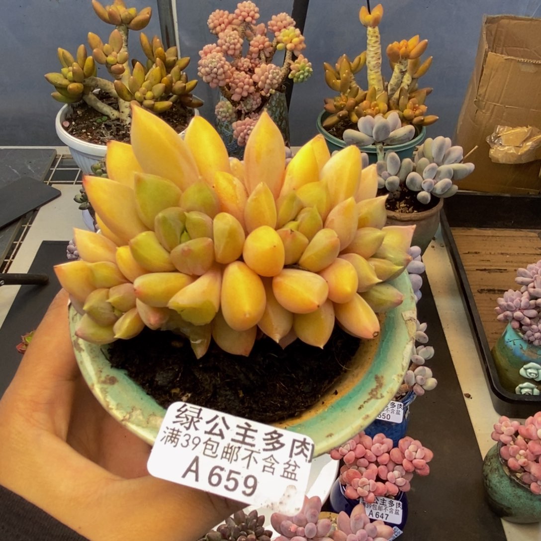 659象牙奶朵朵缀多肉8c m