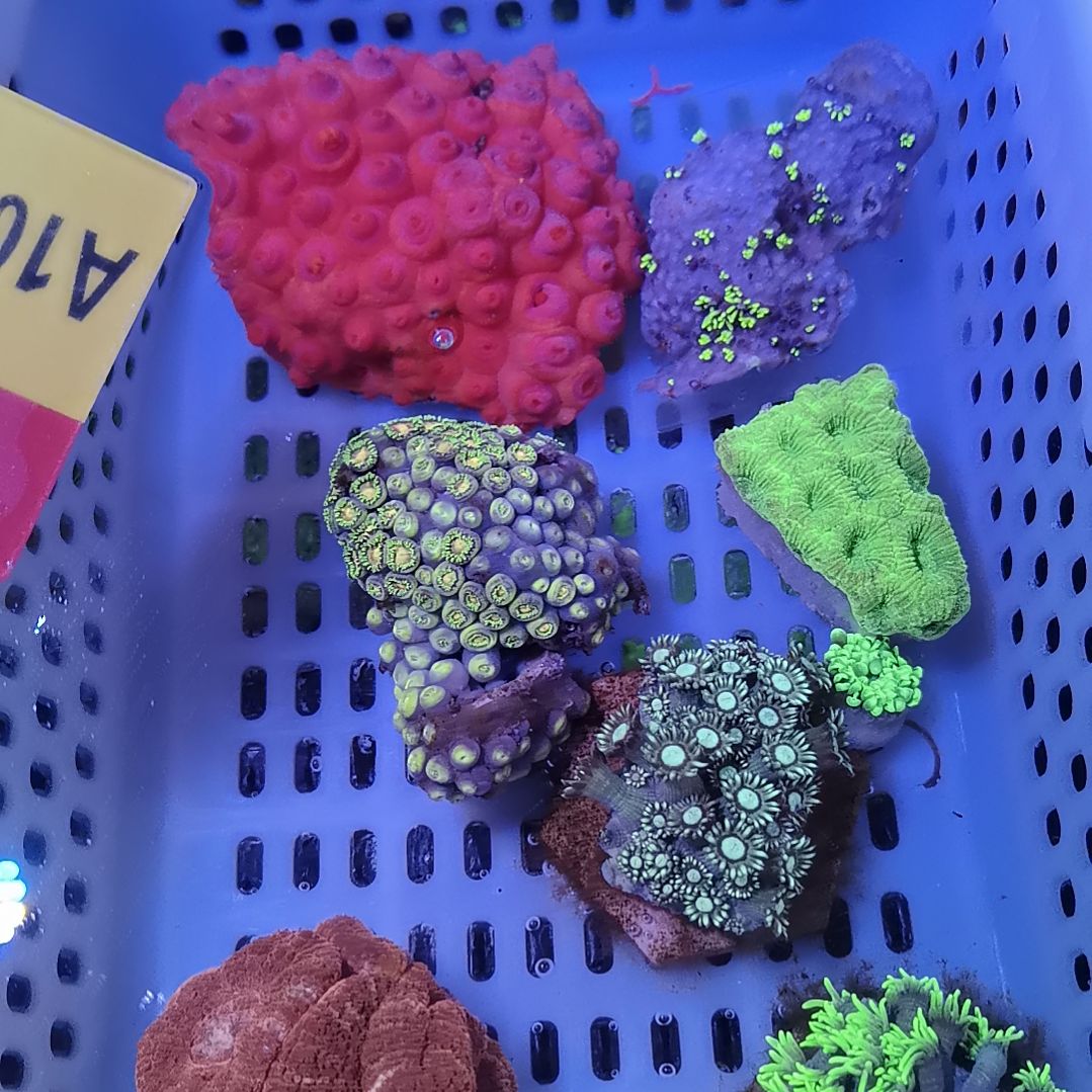 奶嘴海葵草皮红糖套餐1078