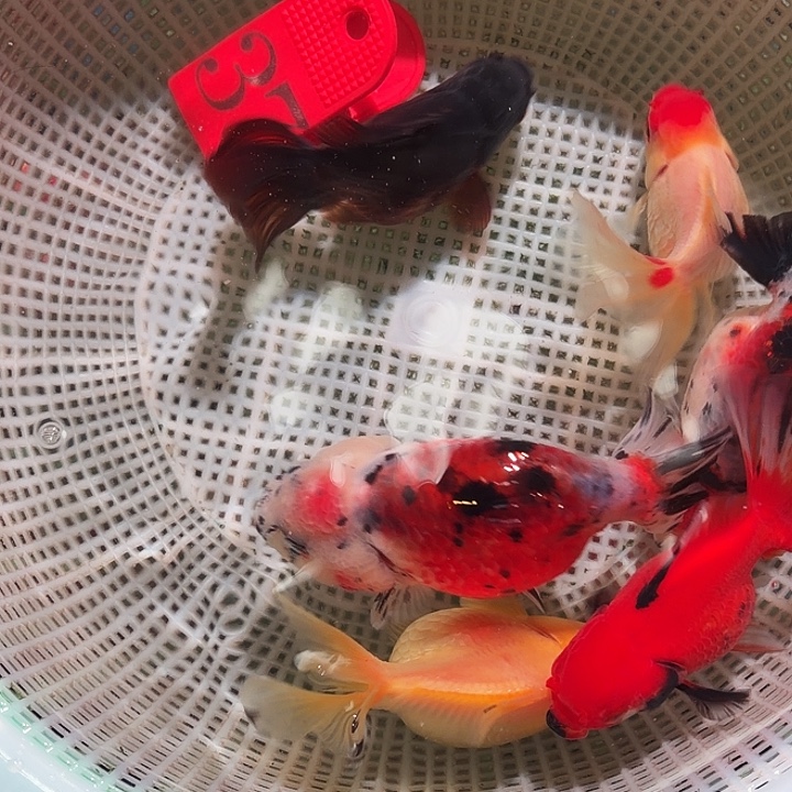 金鱼37号尺寸6-9区间