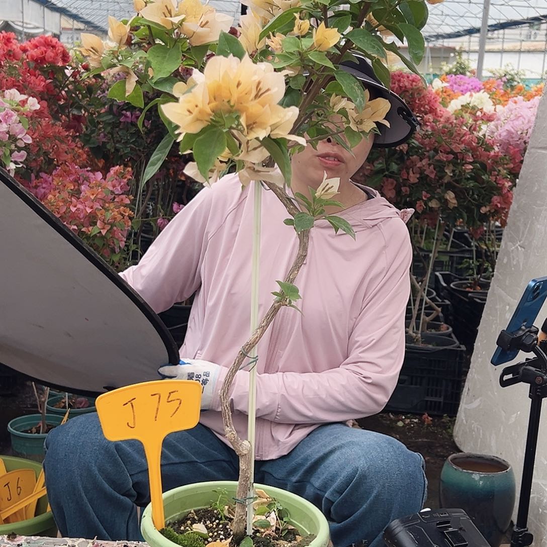 奶***甜大部分花苞少量开放J75苏瓦娜