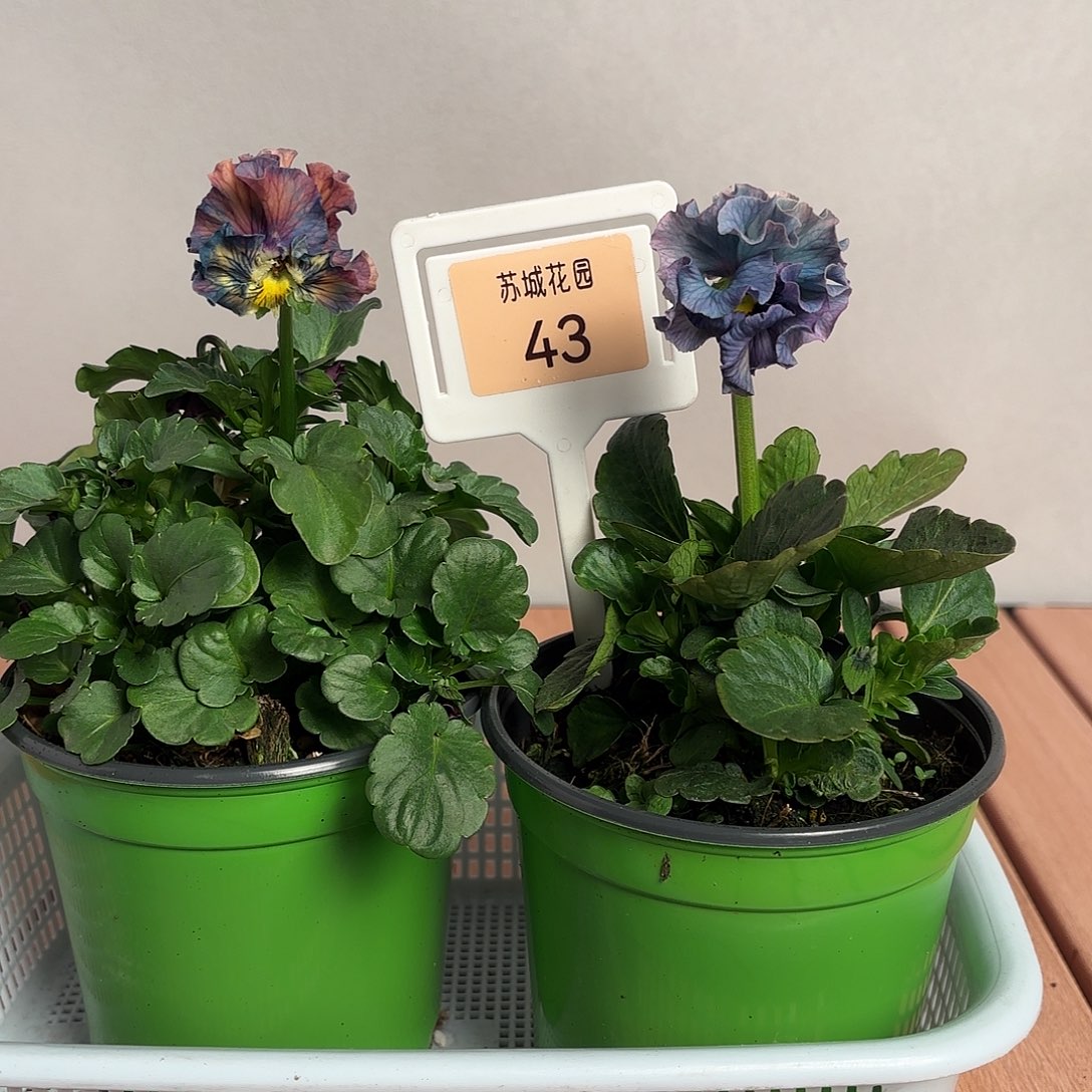 大部分开放少量花苞43