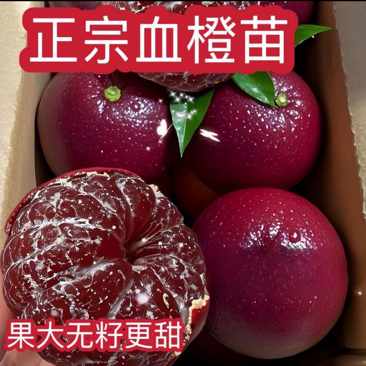 正宗嫁接赣南脐橙树苗纽荷尔血橙果冻橙冰糖橙树苗地栽橙子树苗