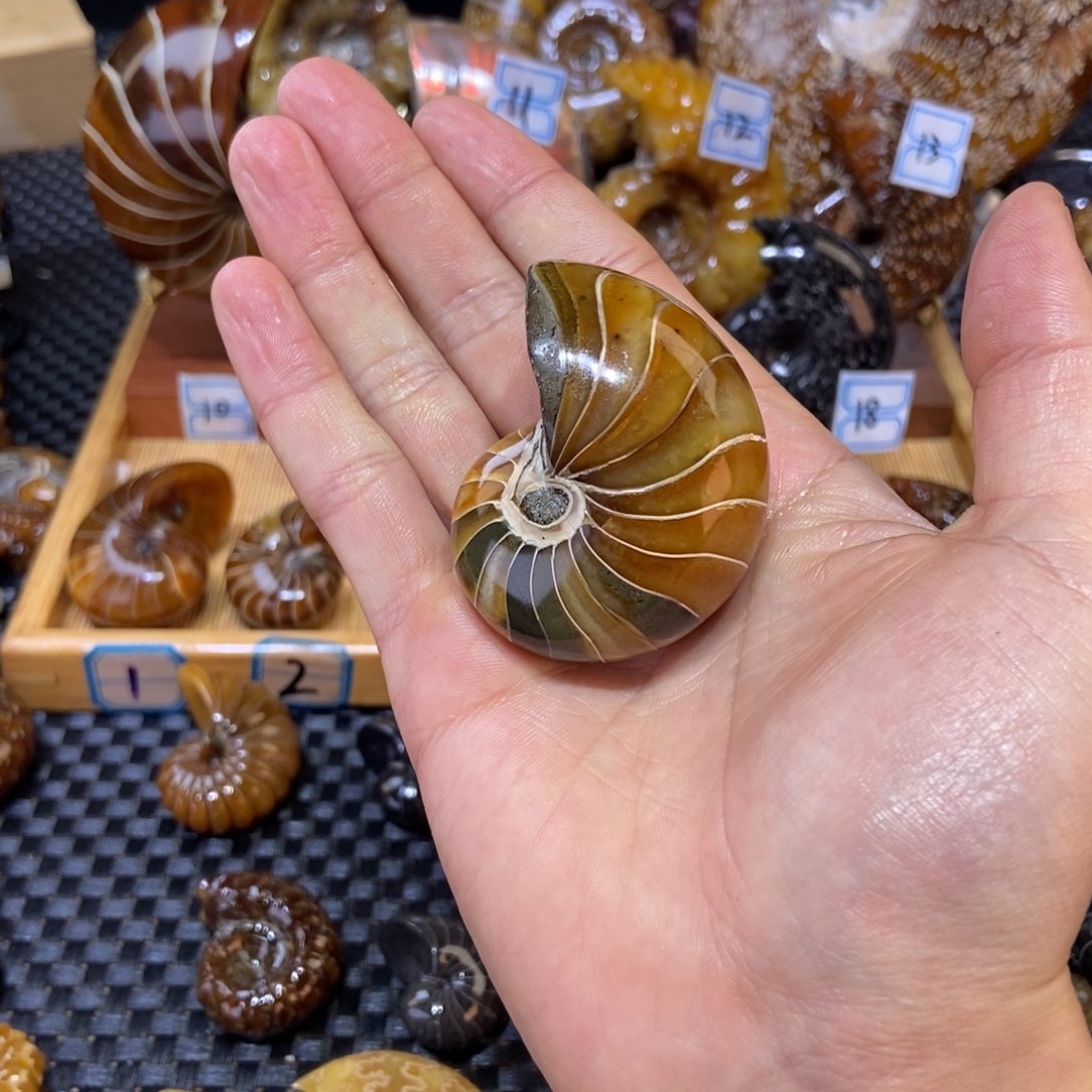 玛瑙/玉髓合金挂件古生物天然海螺化石