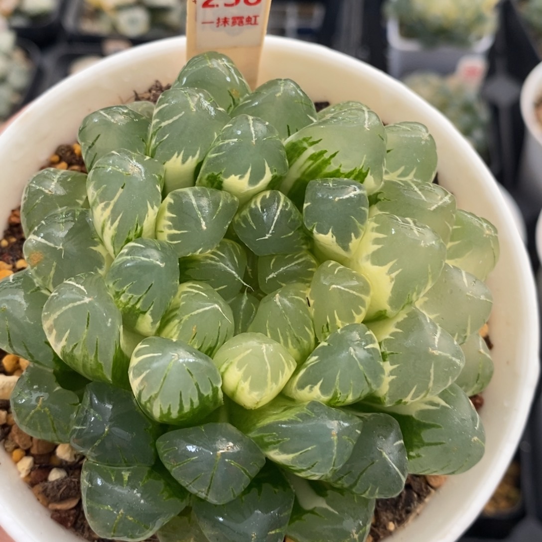 不开花植物258玉露