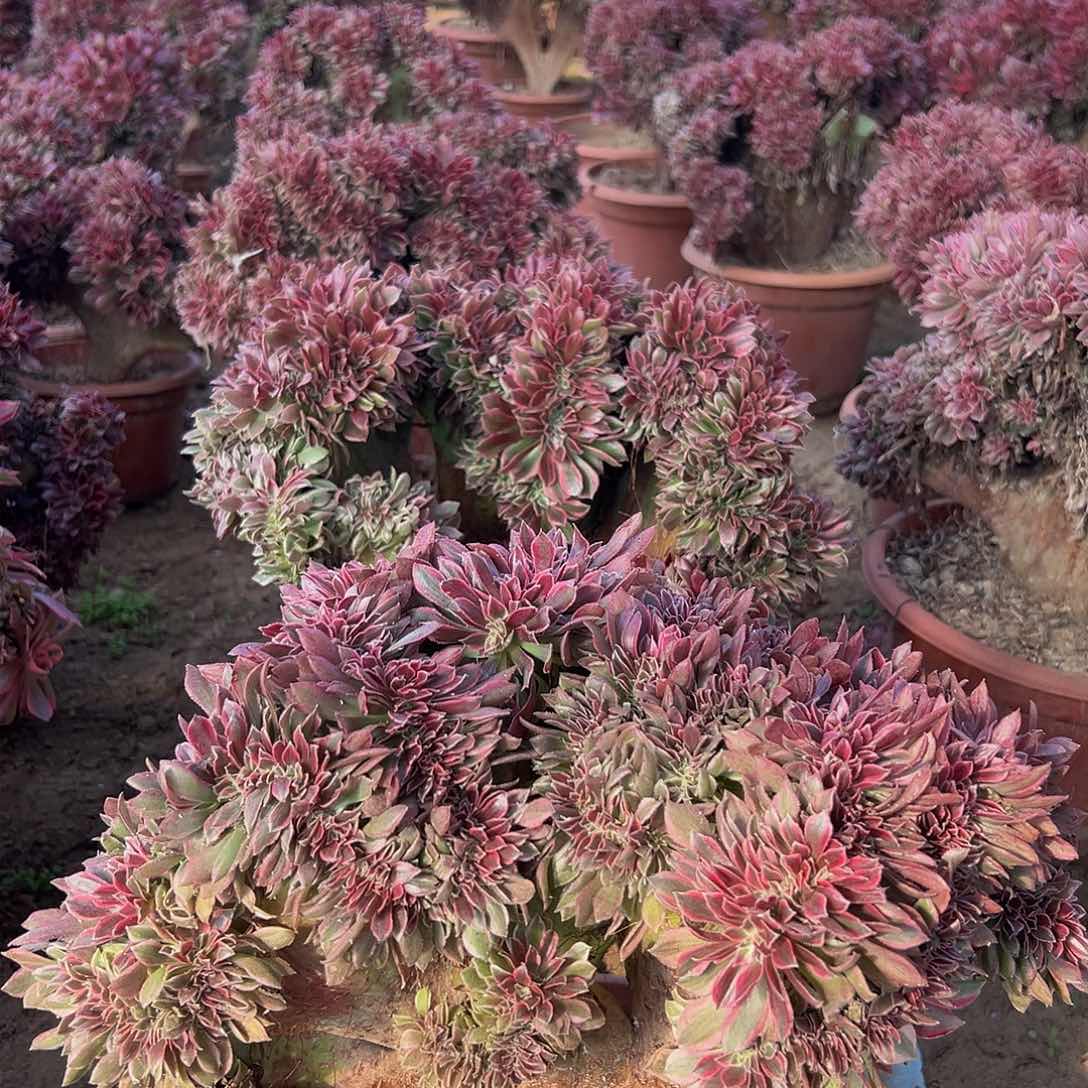 好****前三颗立减女神缀化